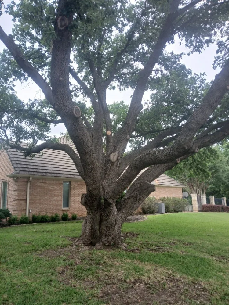 Top-rated yard cleanup service experts serving Flower Mound, TX - North Texas Tree Services
