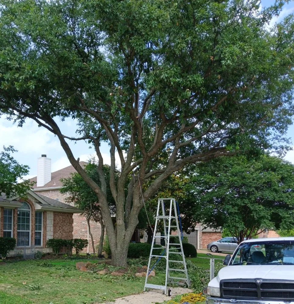 Local yard cleanup service in Flower Mound, TX by North Texas Tree Services