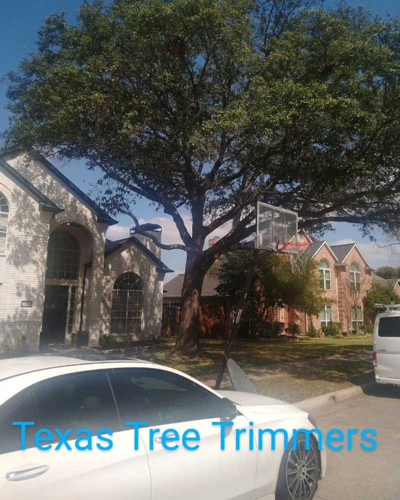 Affordable garden landscaping in Flower Mound, TX by North Texas Tree Services