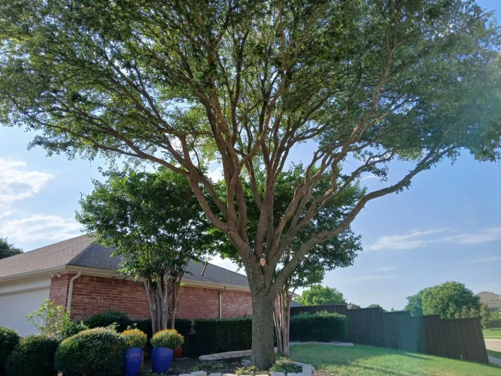 Custom lawn care service for homes in Flower Mound, TX by North Texas Tree Services