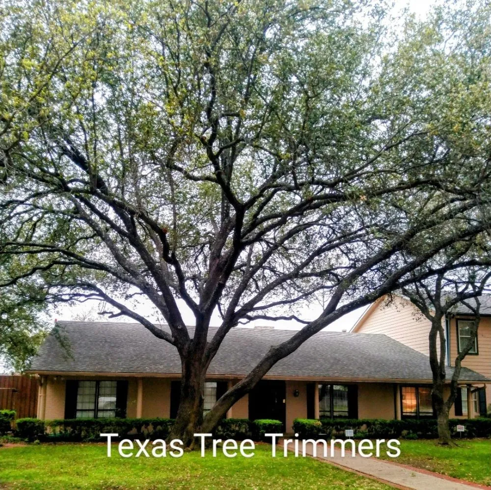 Custom lawn mowing service for residential properties in Flower Mound, TX by North Texas Tree Services