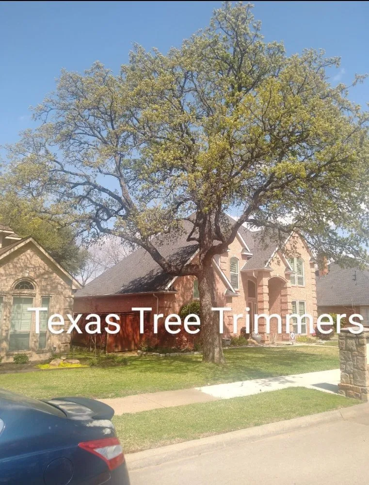 Trusted residential landscaping experts serving Flower Mound, TX - North Texas Tree Services