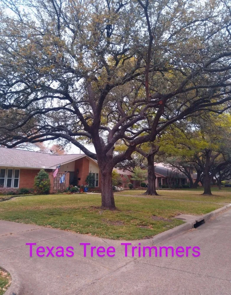 Custom yard cleanup service in Flower Mound, TX by North Texas Tree Services