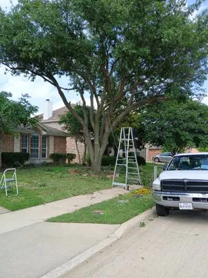North Texas Tree Services Logo