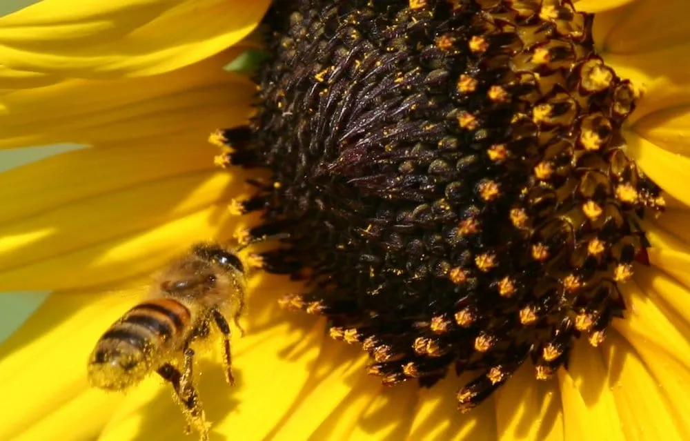 Custom yard maintenance in Allen, TX - North Texas Turf & Landscape Service