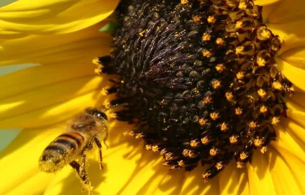 North Texas Turf & Landscape Service Logo