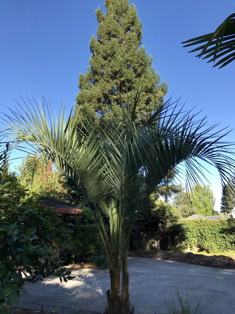 Expert yard maintenance in Chico, CA by North Valley Lawn Care