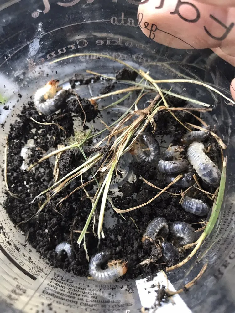 Expert outdoor landscaping in Chico, CA by North Valley Lawn Care