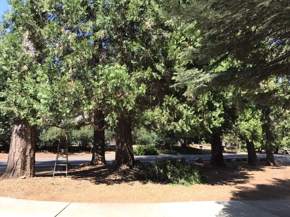 Top-rated lawn mowing service for outdoor upgrades in Chico, CA by North Valley Lawn Care