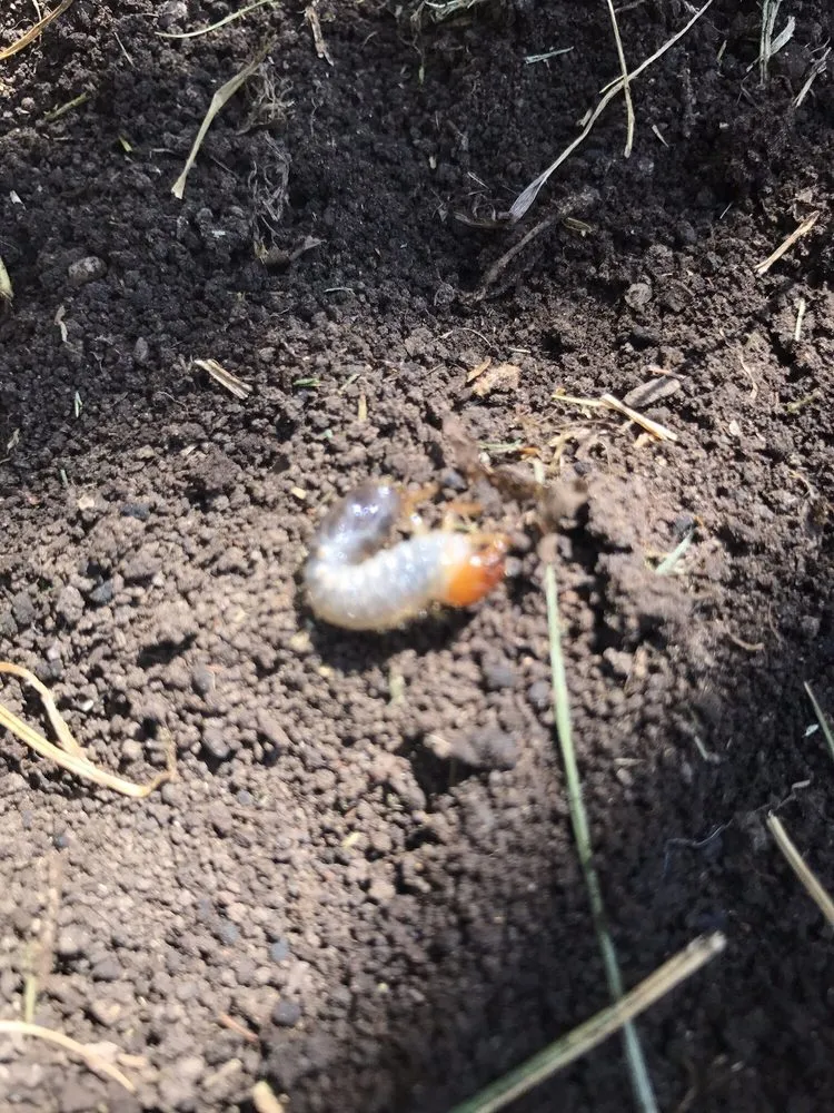 Trusted yard cleanup service with custom design across Chico, CA - North Valley Lawn Care