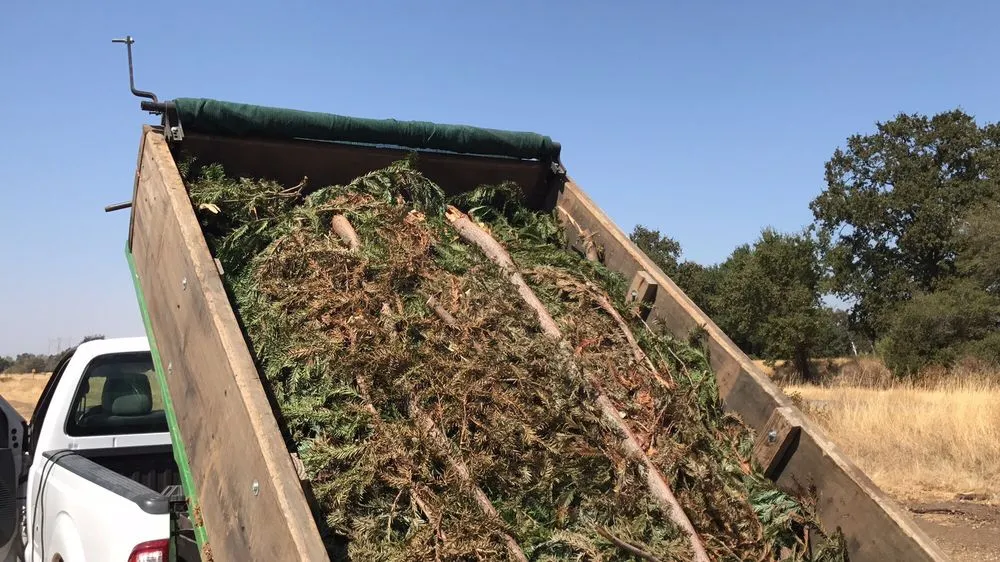 Affordable yard cleanup service in Chico, CA by North Valley Lawn Care