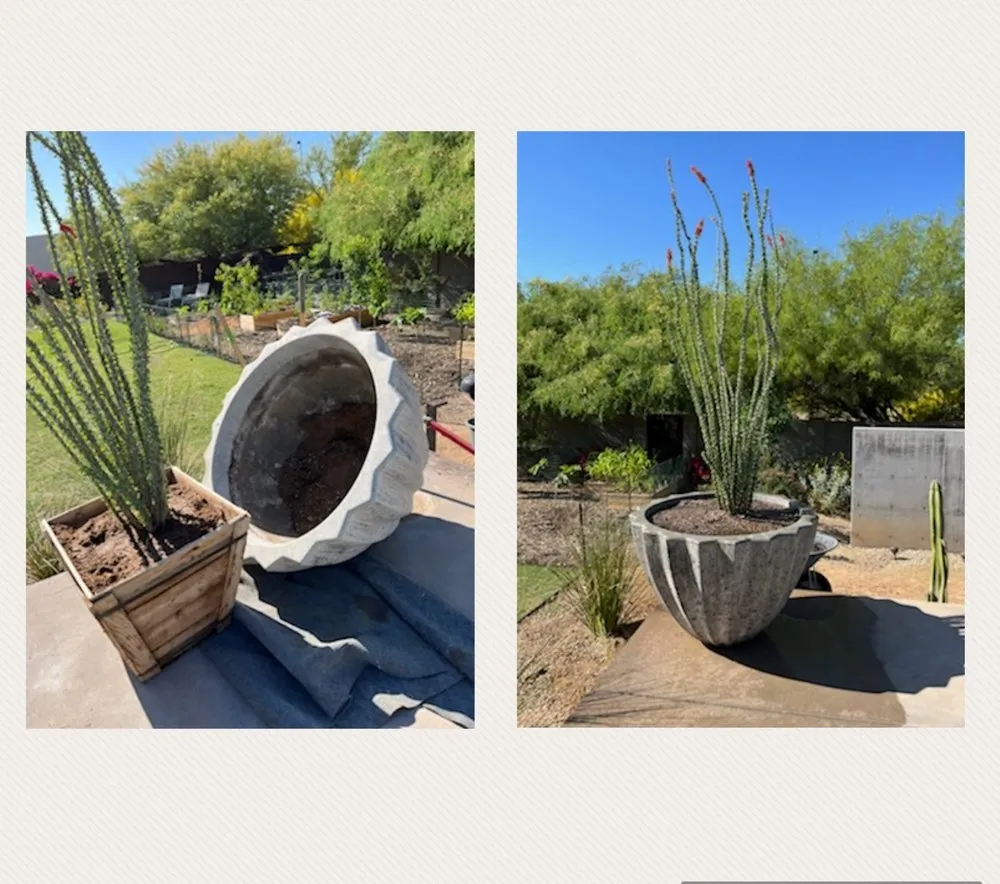 Local yard cleanup service in Phoenix, AZ - North Valley Lawn Care