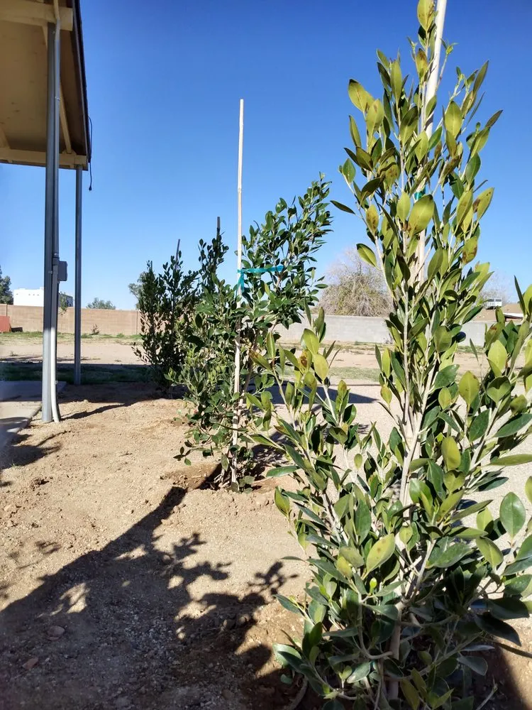 Trusted landscape design for year-round maintenance in Phoenix, AZ by North Valley Lawn Care