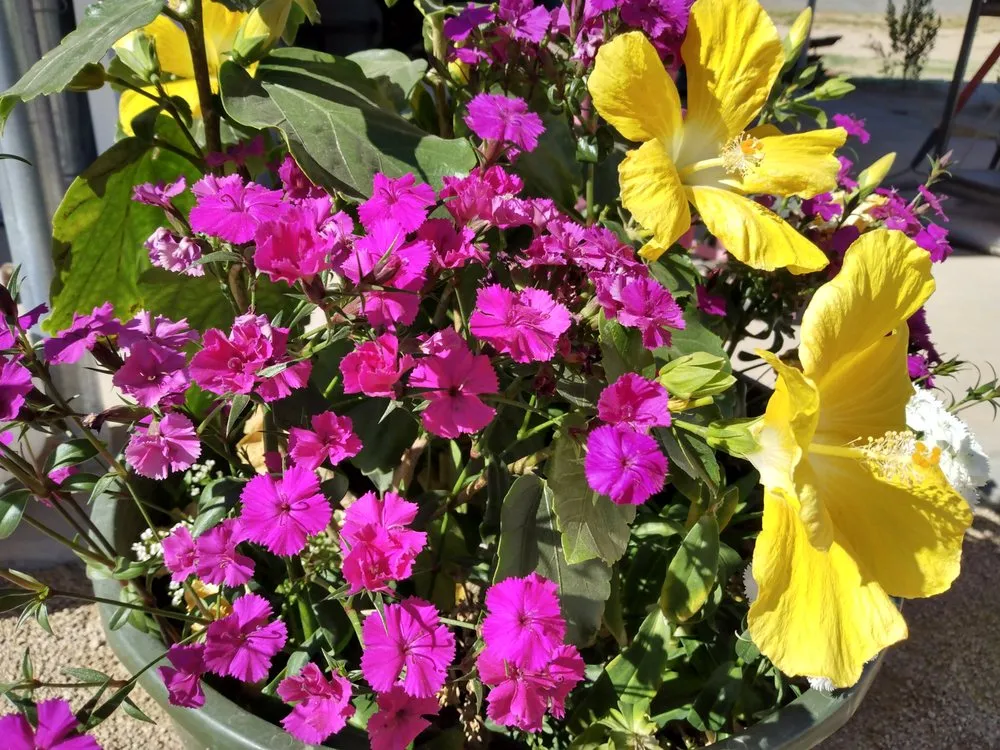 Affordable landscape design for beautiful yards across Phoenix, AZ - North Valley Lawn Care