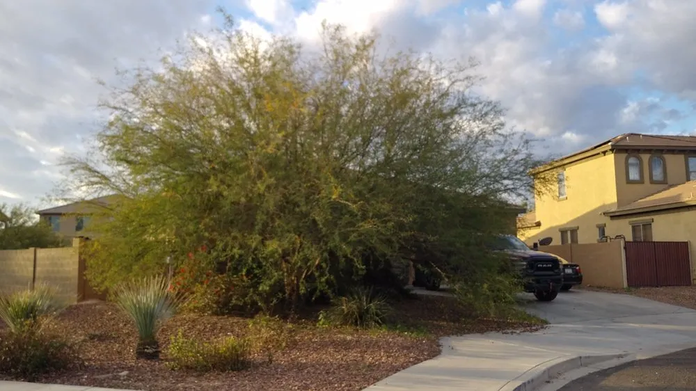 Custom landscape installation in Phoenix, AZ by North Valley Lawn Care