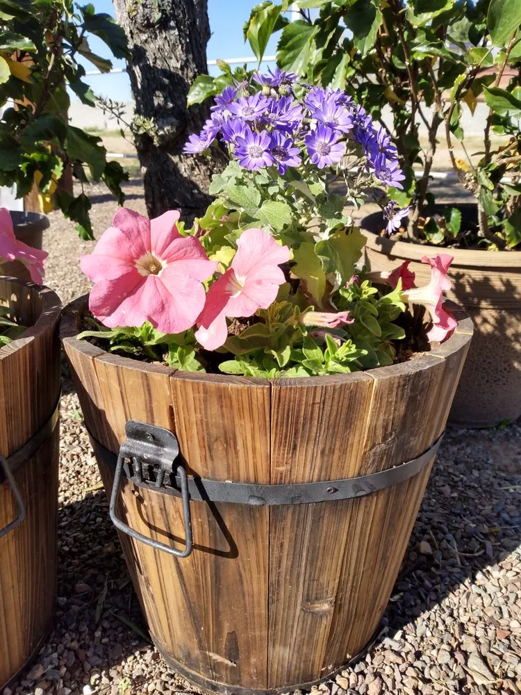 Trusted lawn care service in Phoenix, AZ by North Valley Lawn Care