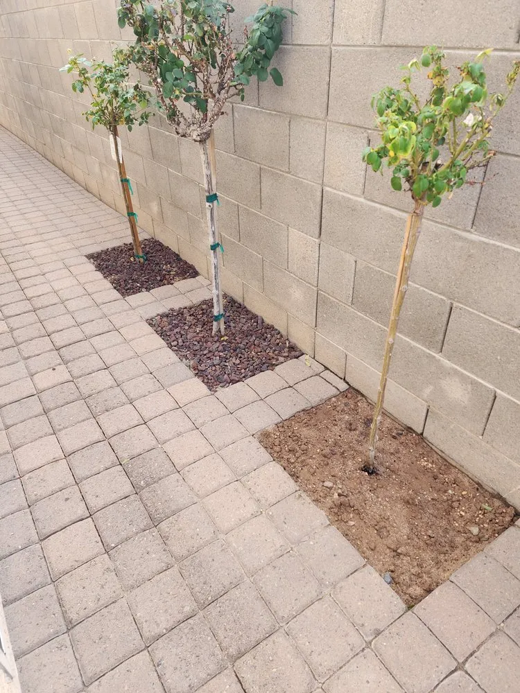 Expert landscape design for year-round maintenance across Phoenix, AZ - North Valley Lawn Care