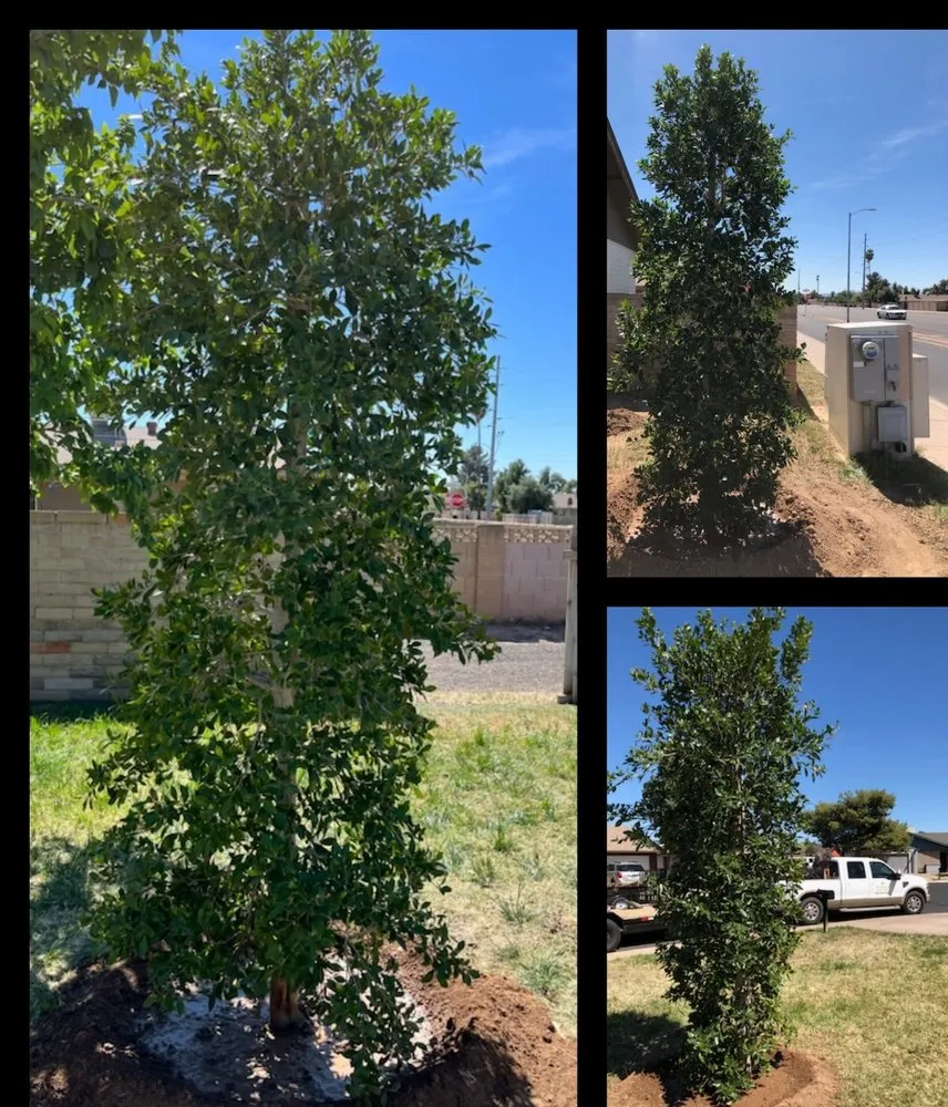 Local landscape installation with custom design across Phoenix, AZ - North Valley Lawn Care