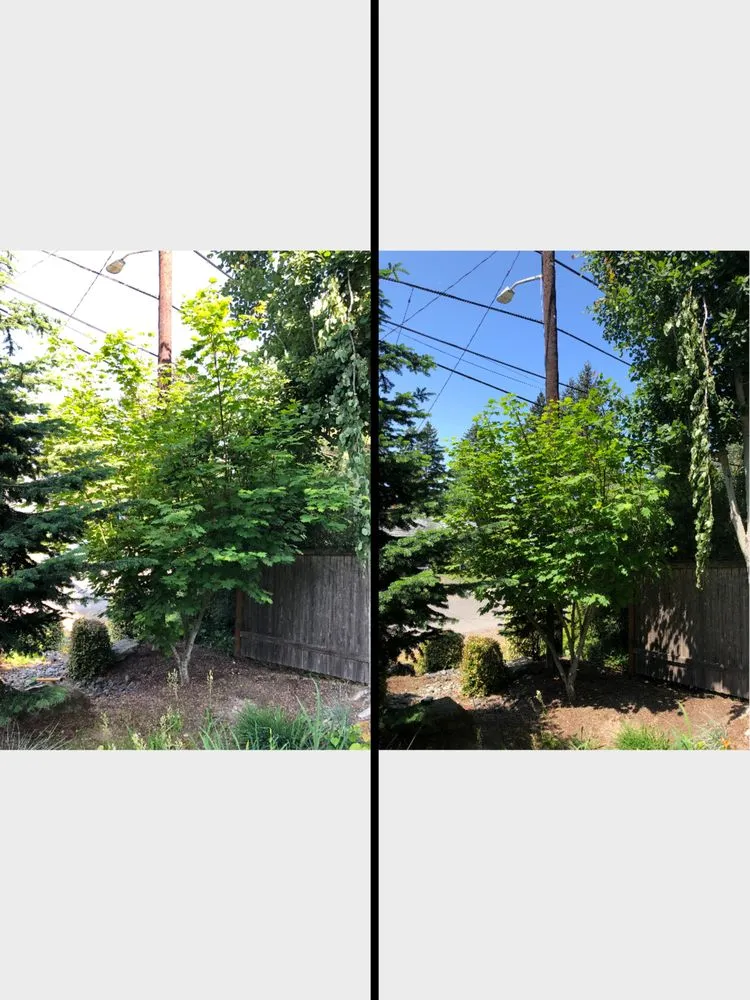 Affordable lawn care service experts serving Snohomish, WA - North Valley Tree Care