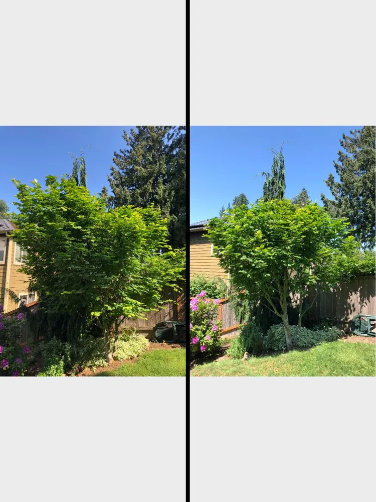 Affordable yard maintenance for beautiful yards across Snohomish, WA - North Valley Tree Care