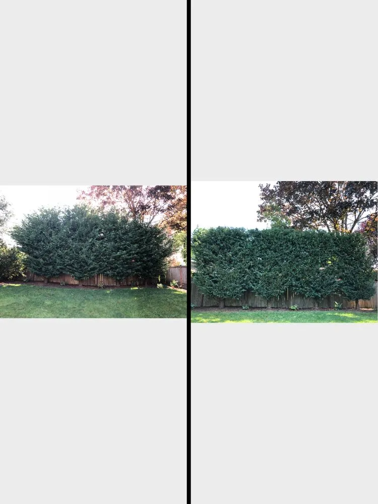 Top-rated yard maintenance in Snohomish, WA - North Valley Tree Care