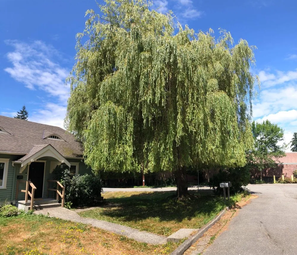 Local residential landscaping in Snohomish, WA by North Valley Tree Care