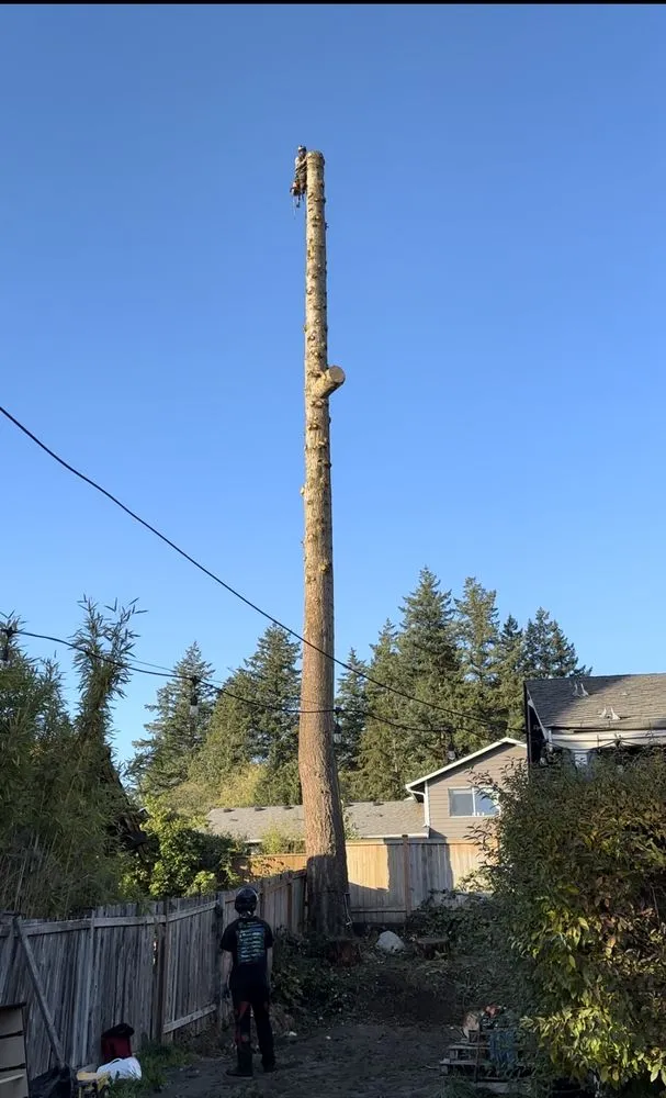 Expert yard maintenance in Snohomish, WA by North Valley Tree Care