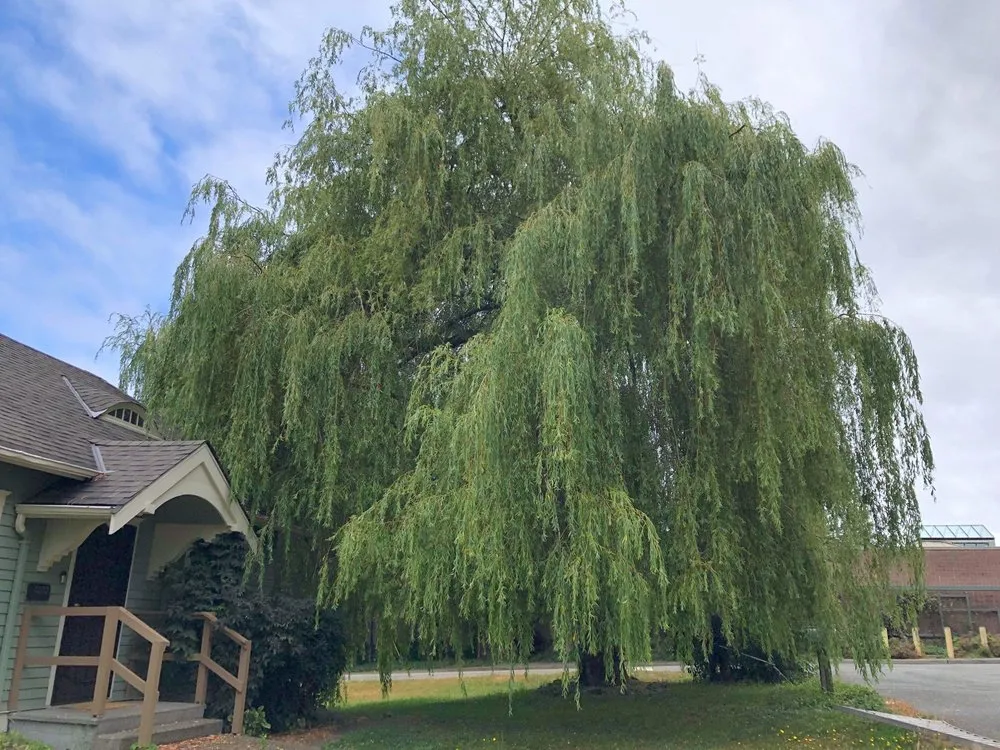 Trusted residential landscaping in Snohomish, WA by North Valley Tree Care