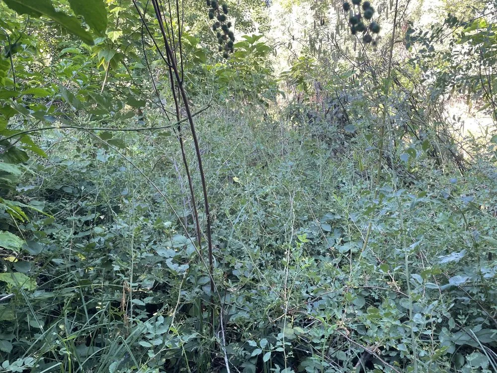 Affordable yard cleanup service in Redding, CA by North Valley Tree Service