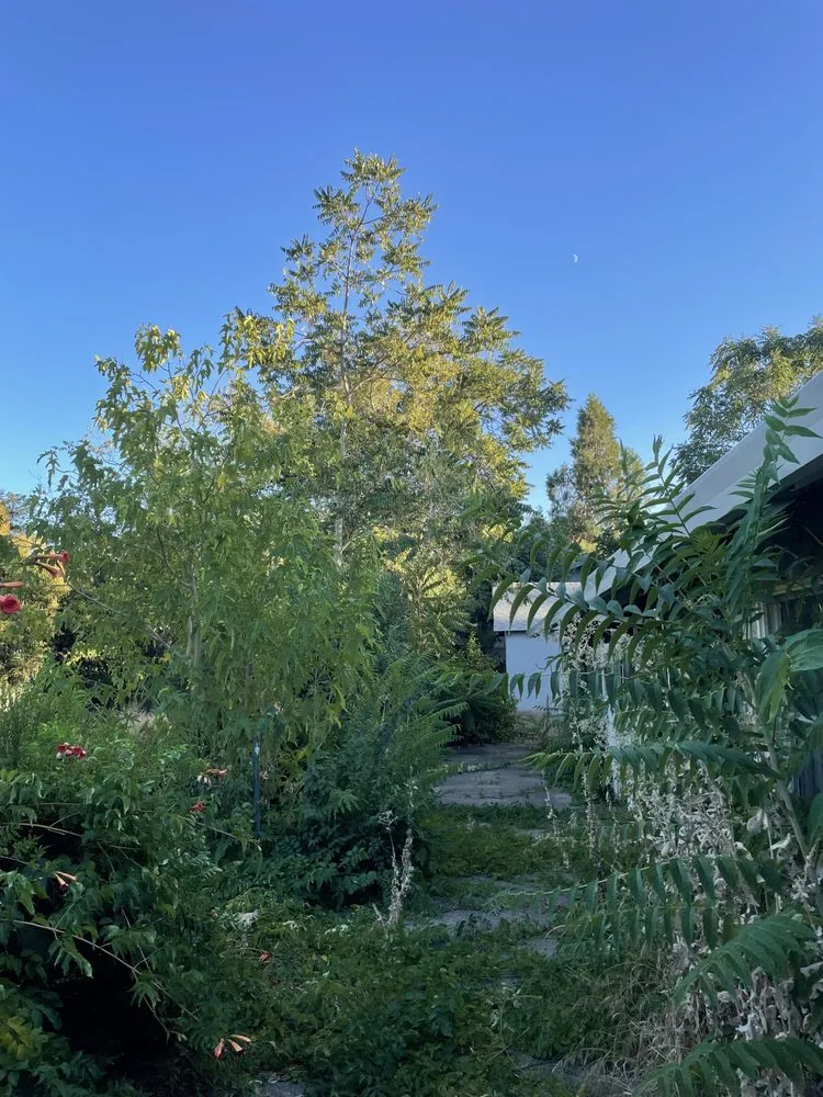 Professional yard maintenance near you across Redding, CA - North Valley Tree Service