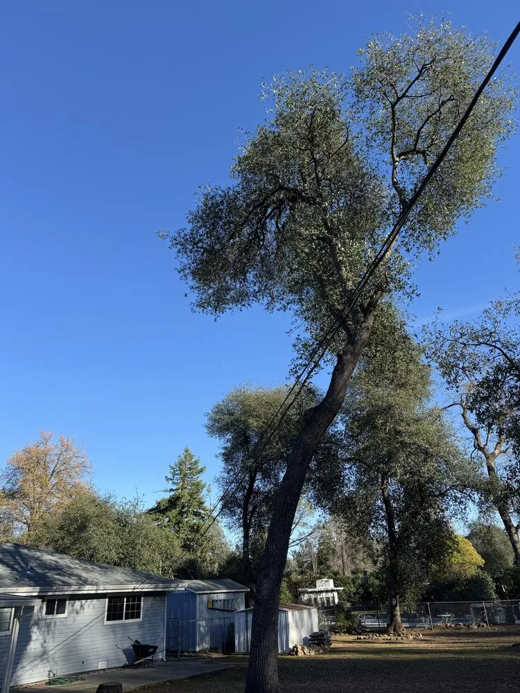 Top-rated lawn mowing service for homes across Redding, CA - North Valley Tree Service