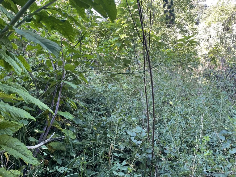 Reliable lawn mowing service for residential properties across Redding, CA - North Valley Tree Service