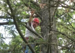 Top-rated landscape installation for year-round maintenance in Oregon City, OR by North West Landscape Care and Tree Service