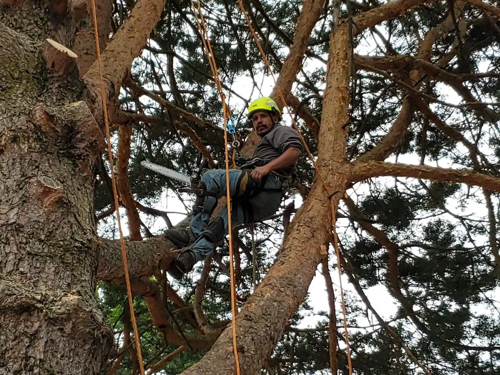 Trusted landscaping services in Oregon City, OR by North West Landscape Care and Tree Service