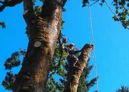 Affordable landscaping services experts serving Oregon City, OR - North West Landscape Care and Tree Service