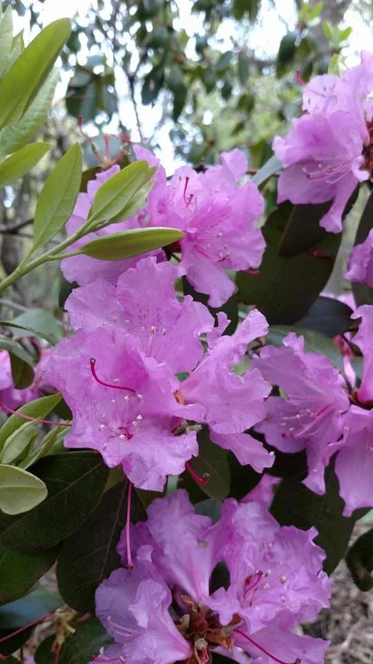 Custom landscaping services experts serving St. Croix, MN - North Woods Industries