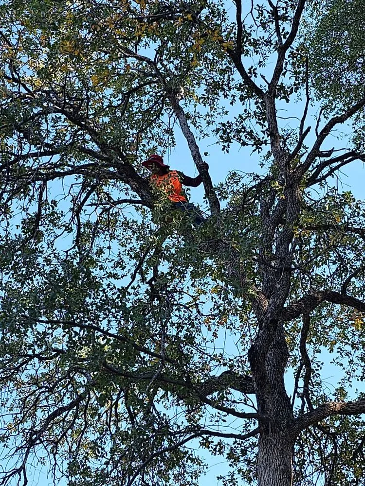 Local landscape design with custom design across Sonora, CA - Northcali Landscaping & Tree Services