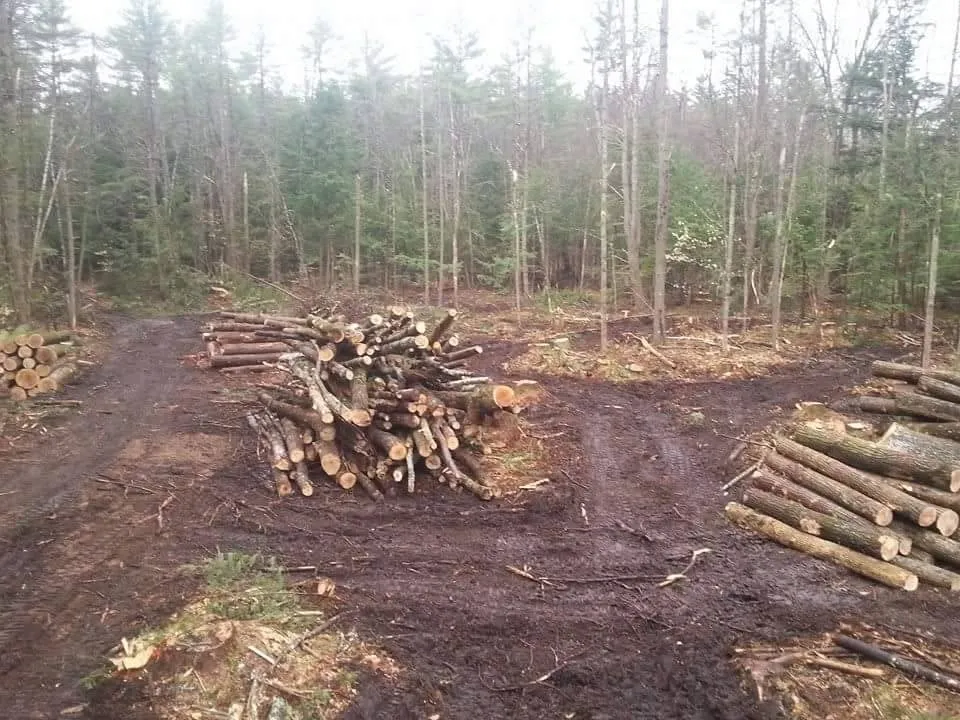 Local yard cleanup service experts serving Concord, NH - Northeast Topnotch Landworks