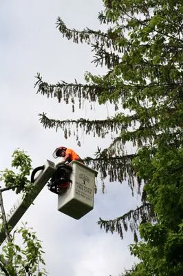 Northeast Tree Care & Landscaping