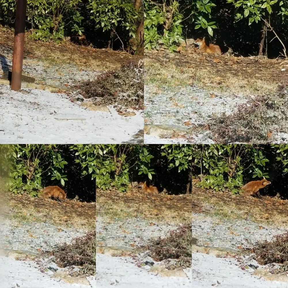 Top-rated yard cleanup service for homes across Baltimore, MD - Northeastkutz Lawn Services