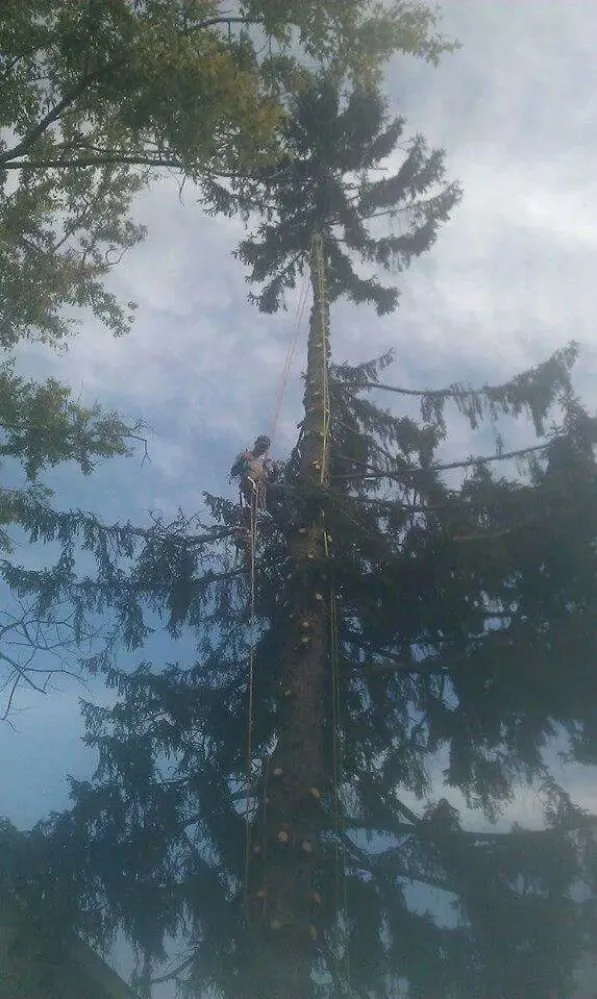 Affordable landscape installation for homes in Mogadore, OH by Northern Arbor Tree Service and Landscape