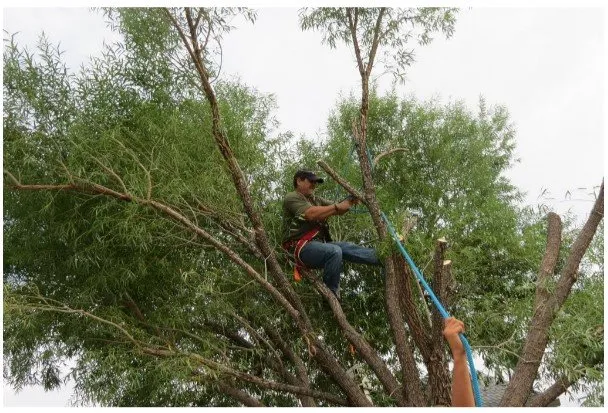 Professional landscape design for year-round maintenance across Chino Valley, AZ - Northern Arizona Tree And Landscape