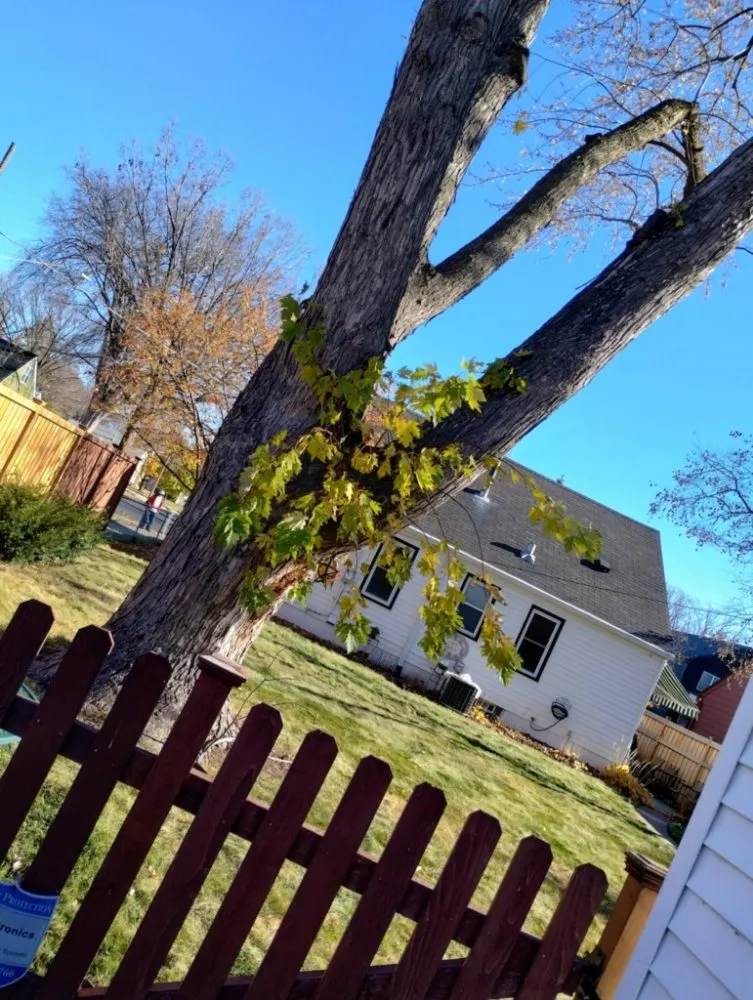 Affordable outdoor landscaping in Minneapolis, MN by Northern Bison snow and lawn service