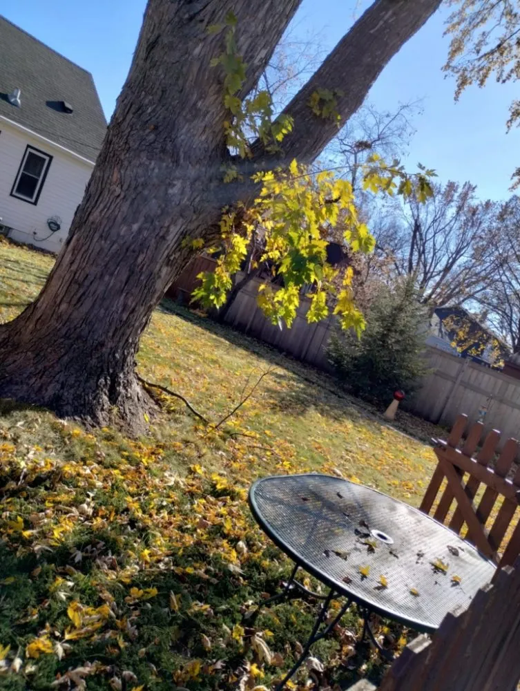 Reliable outdoor landscaping in Minneapolis, MN - Northern Bison snow and lawn service