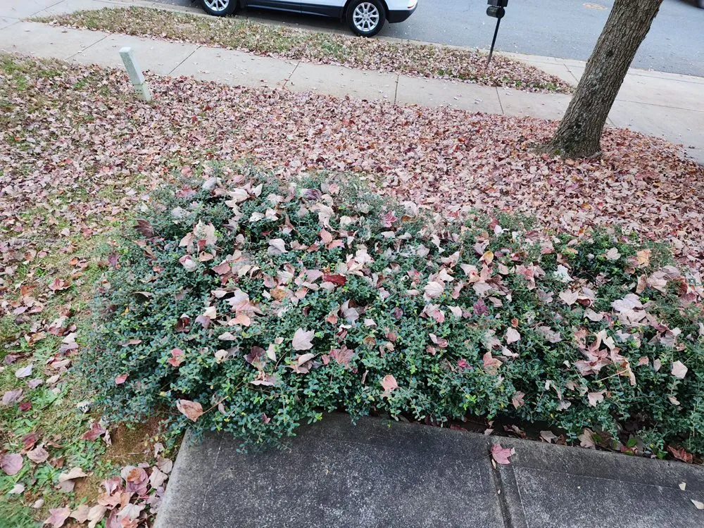 Local lawn mowing service in Charlotte, NC - Northern Creole