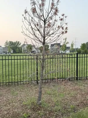 Northern Exposure Landscaping Logo