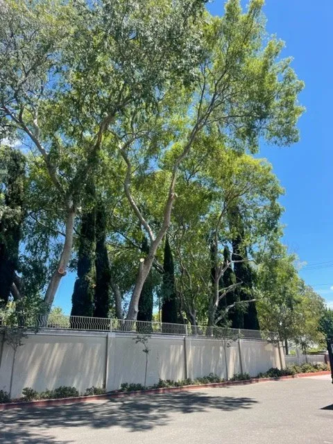 Trusted lawn care service for beautiful yards in San Leandro, CA by Northern Landscape Management