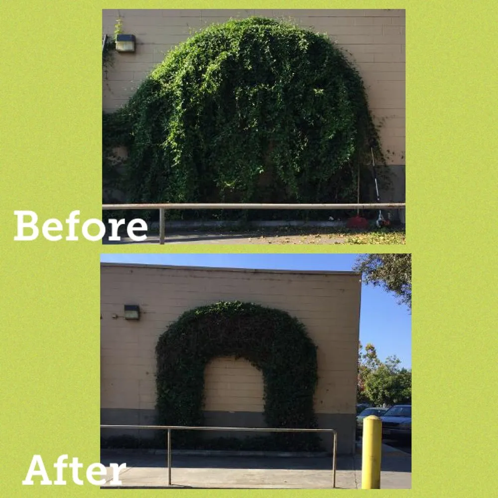 Professional outdoor landscaping for year-round maintenance across San Leandro, CA - Northern Landscape Management