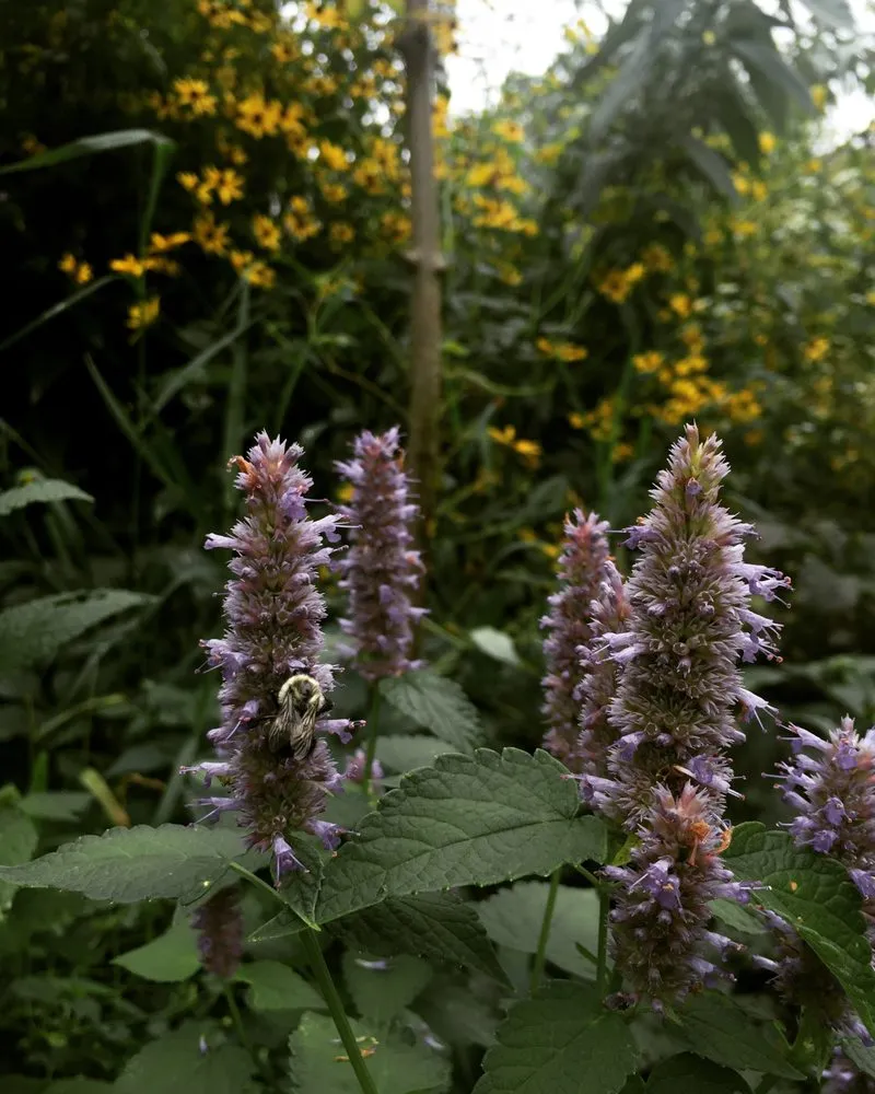 Affordable outdoor landscaping in Saint Paul, MN by Northern Natural Gardens