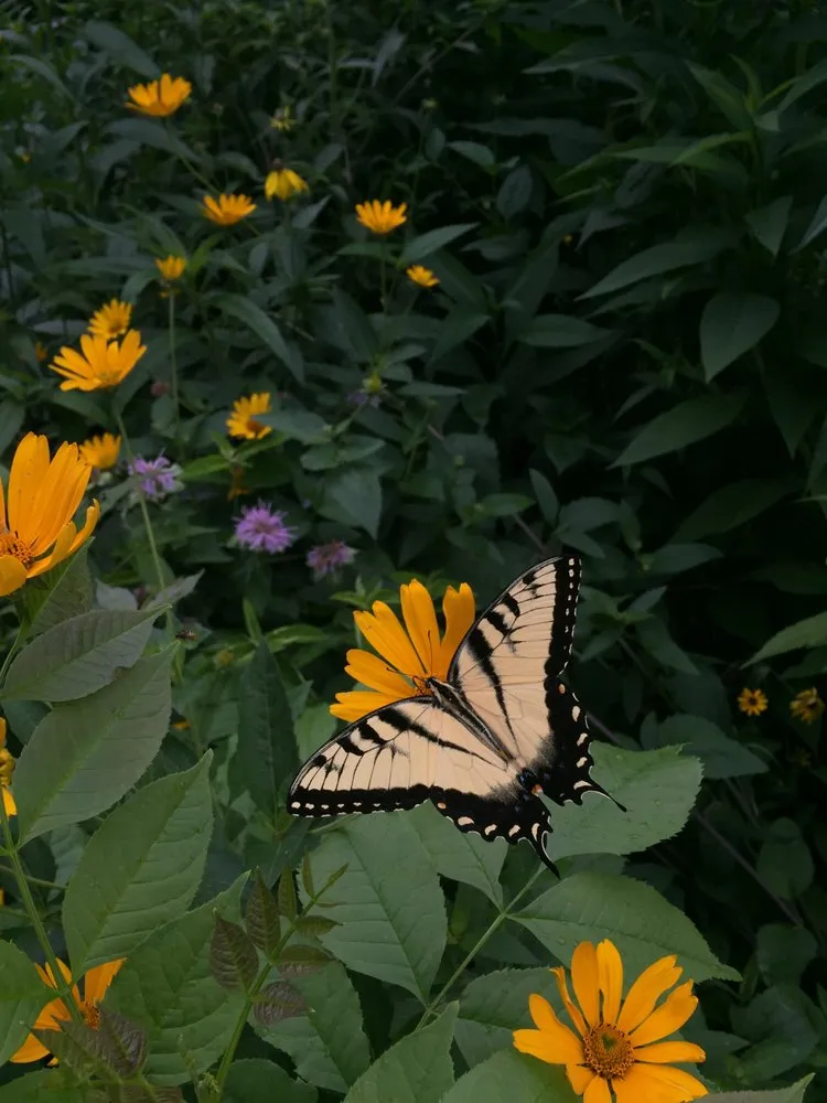 Reliable lawn care service in Saint Paul, MN by Northern Natural Gardens